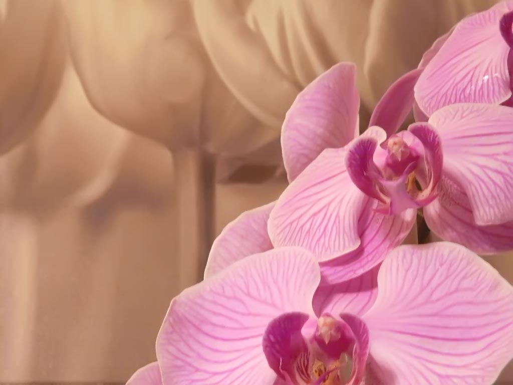 Seppia Rosa....