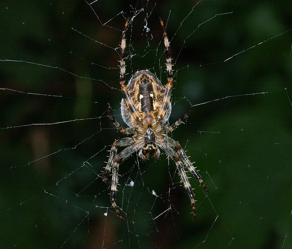 spider
