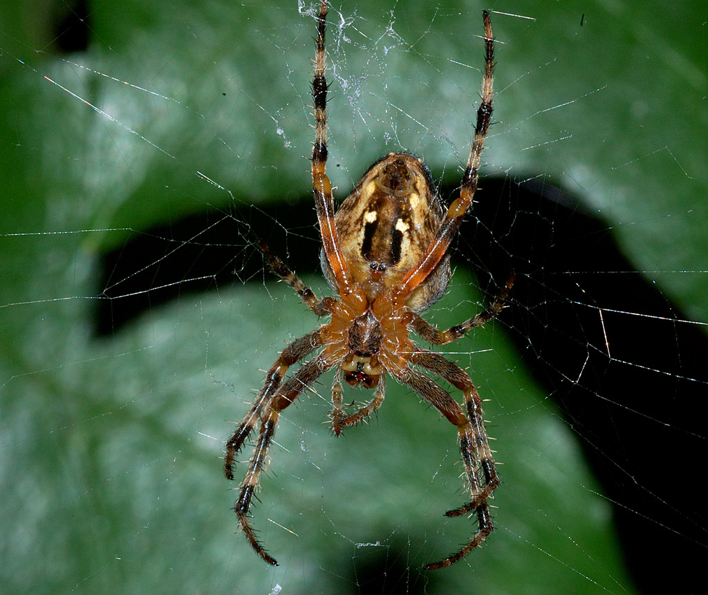 spider_1