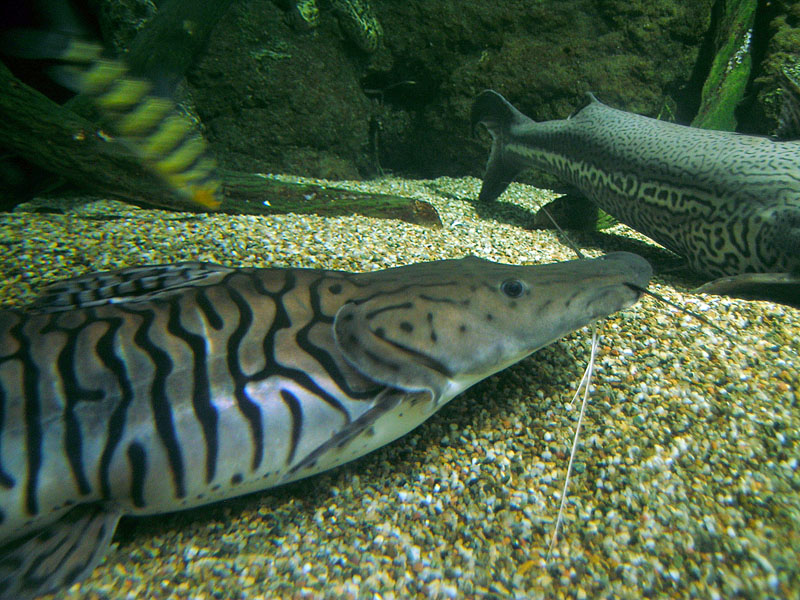 Genova - Pesce Gatto Tigrato