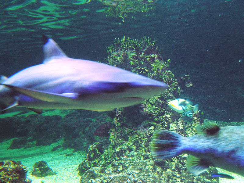 Genova - Squalo pinna nera