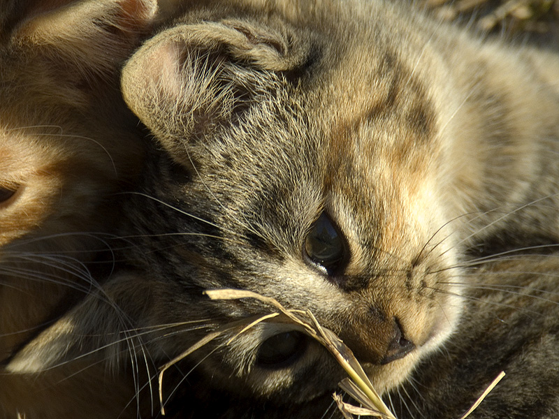 micia #2