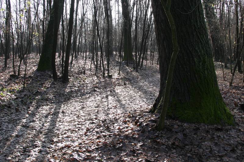bosco