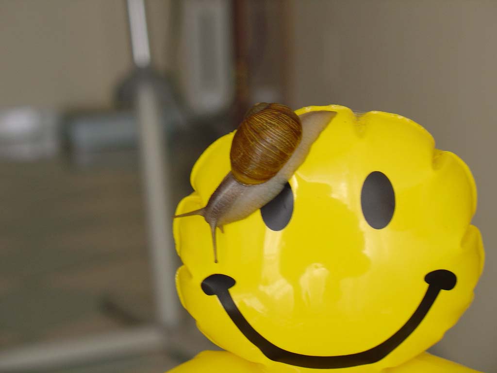 sorriso lumaca