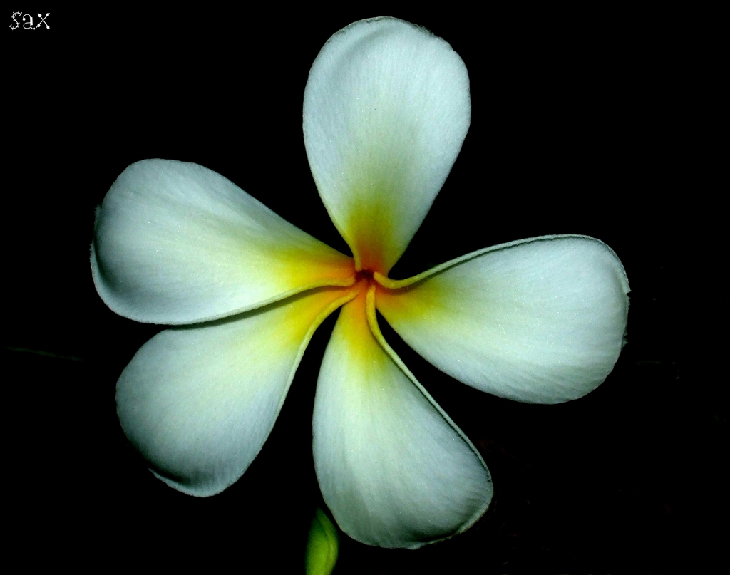 fiore