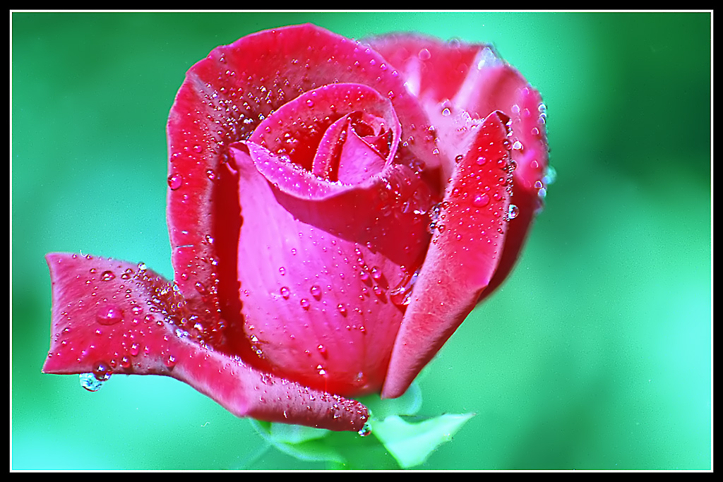 Rosa