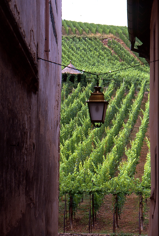 sulla strada del vino