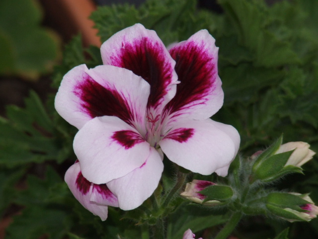 Flower 2