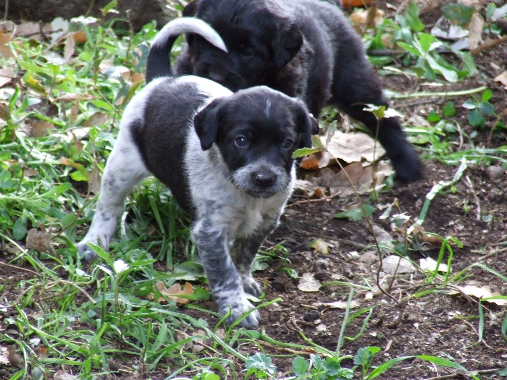 My dog