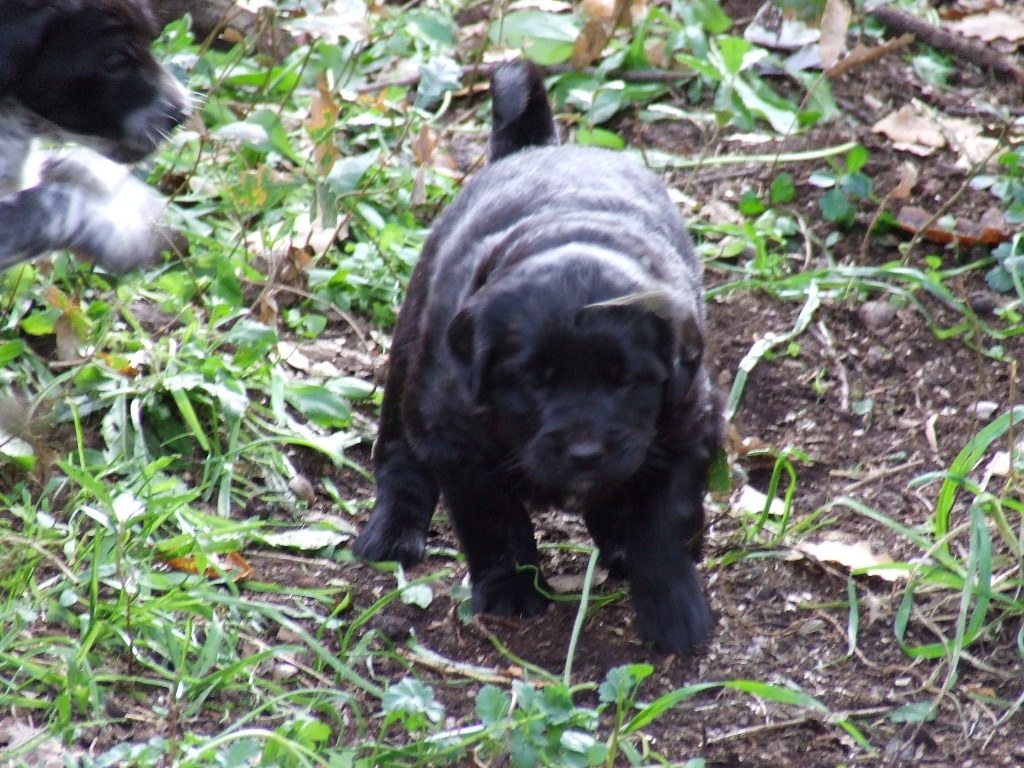 Black Dog