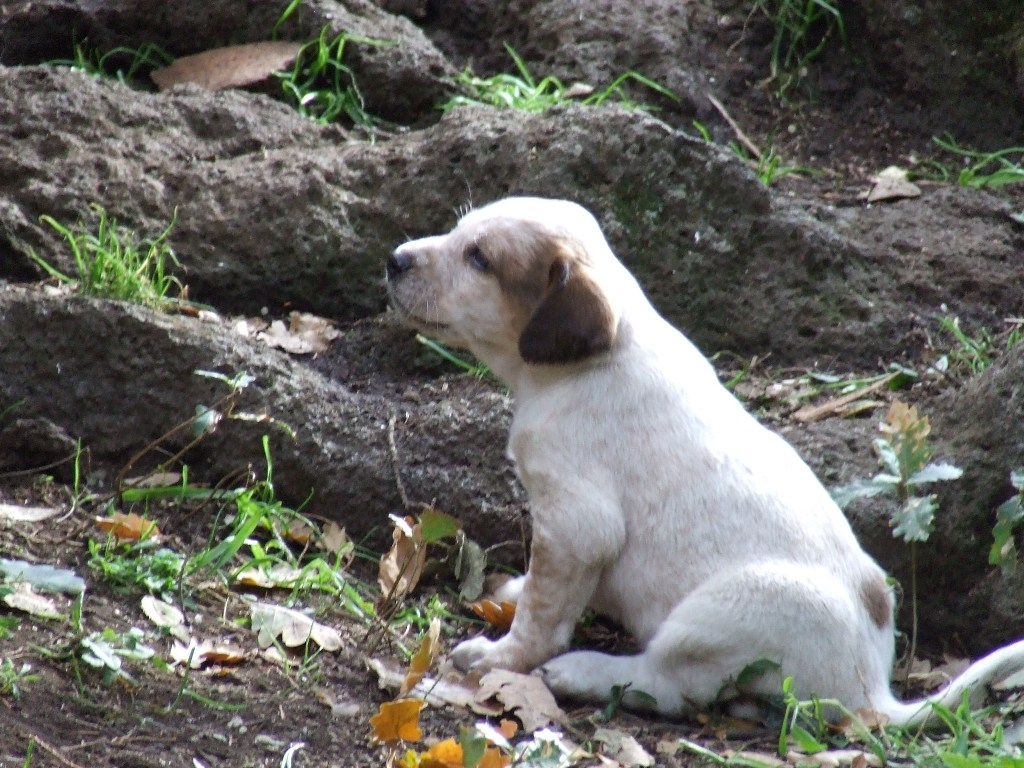 Pensierous Dog
