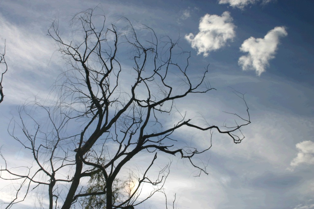 albero controluce