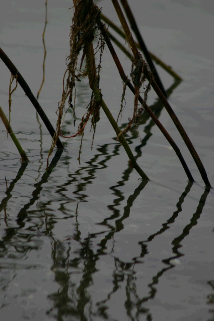 riflessi 2