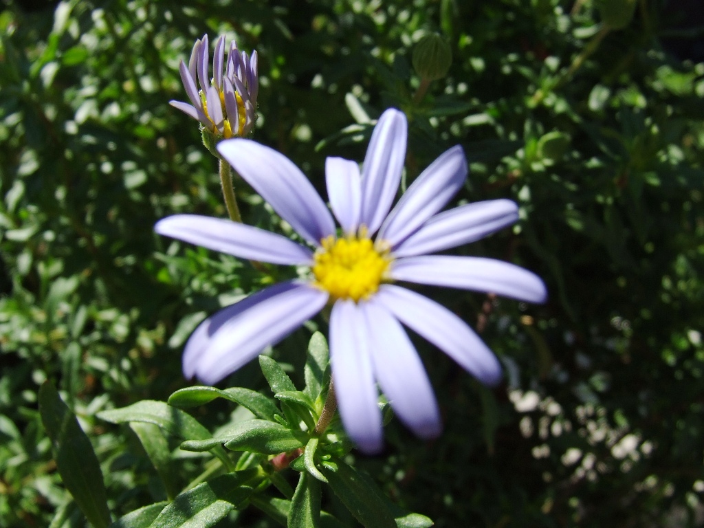 Fiore azzurro