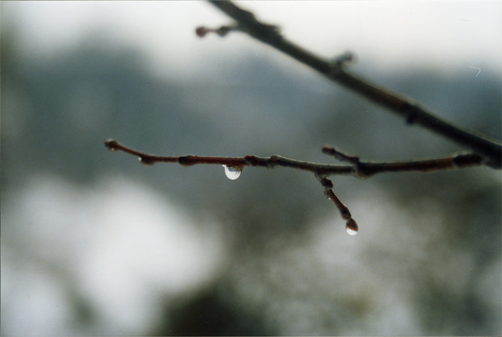 Lacrima d'inverno