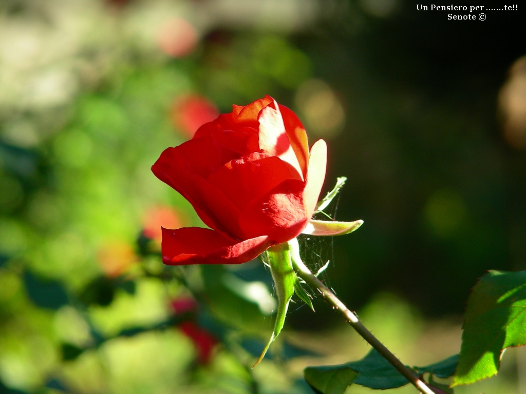 Un Pensiero per ....Te!!