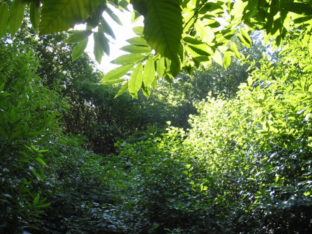 Natura