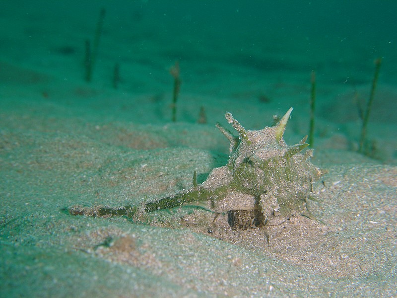 Murex brandaris