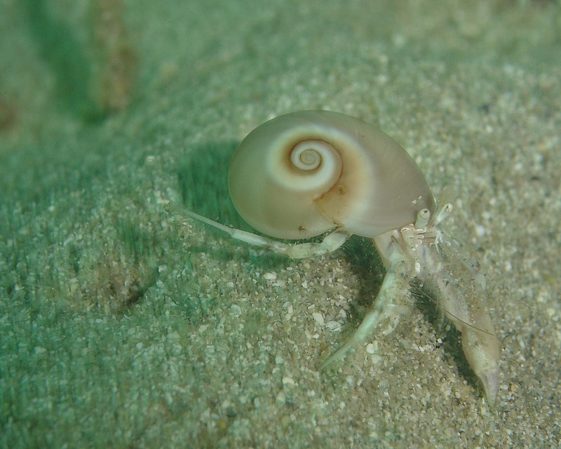 Paguro in corsa