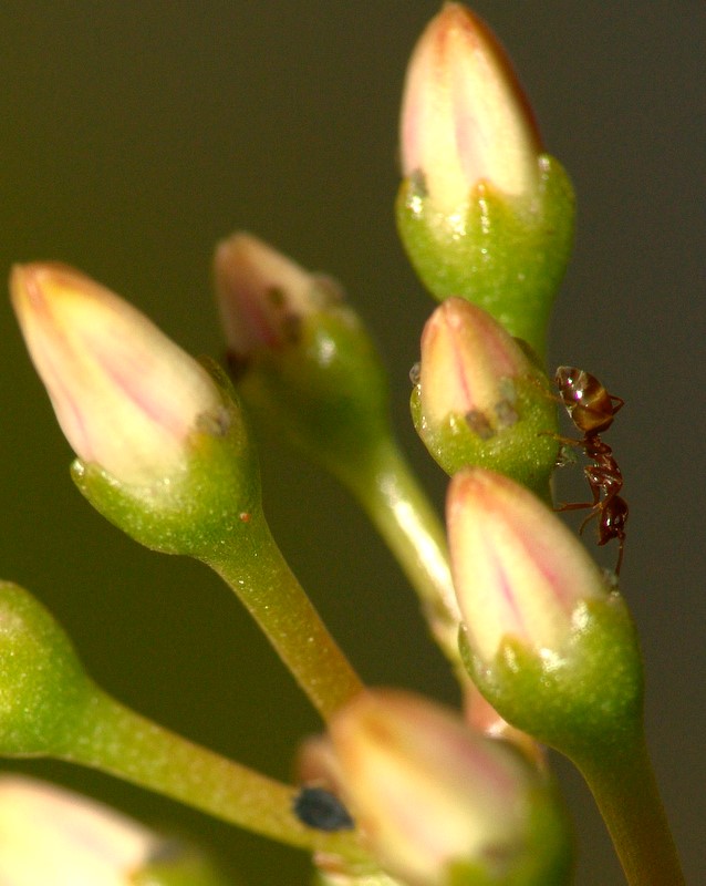 Discesa libera