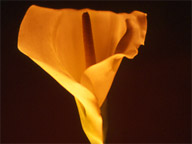 Calla
