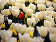 Tulipani