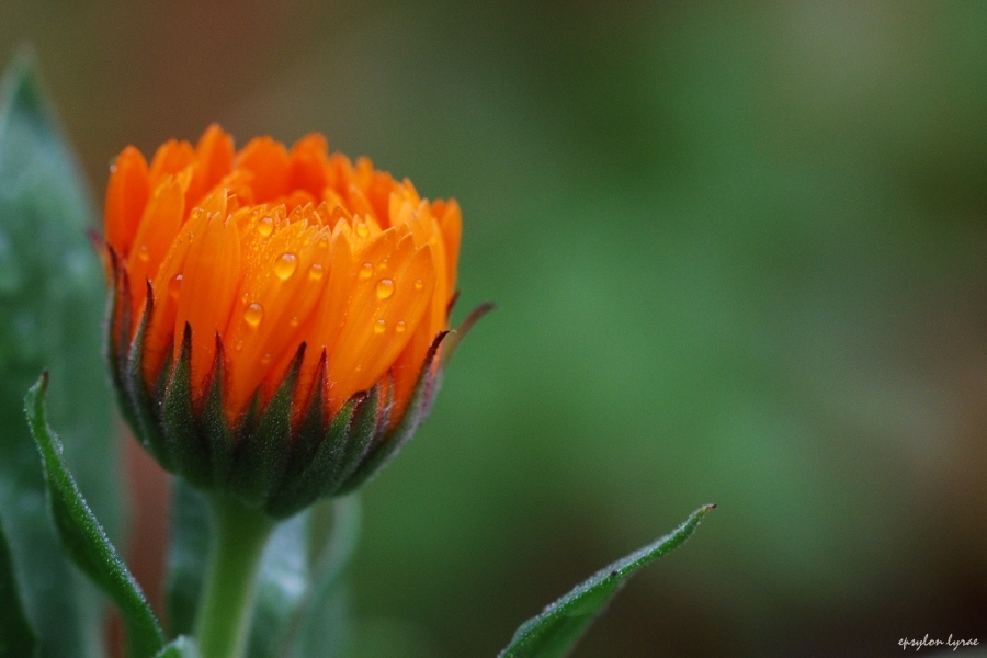verde e arancio
