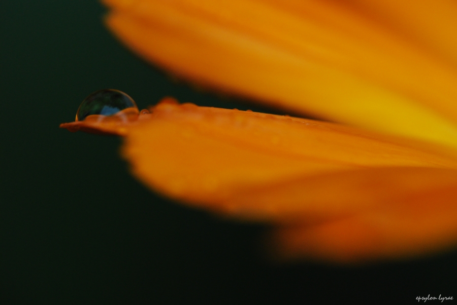 Orange drop 2