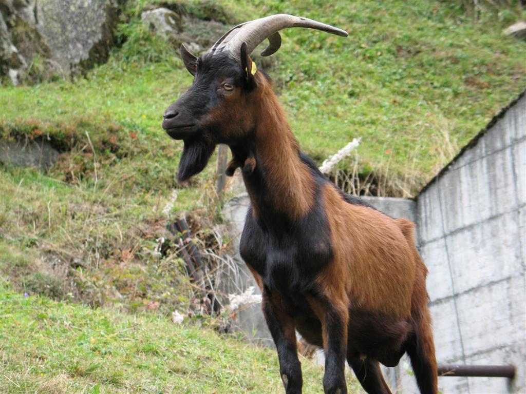 beeee