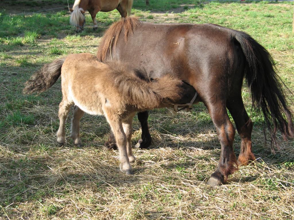 cavallino