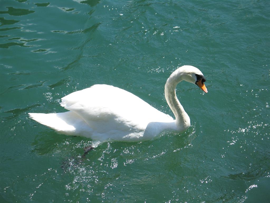 cigno