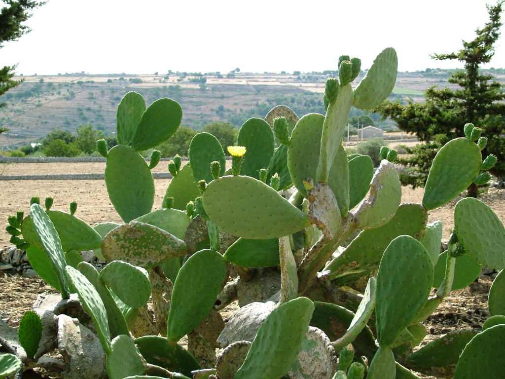 fico d'india