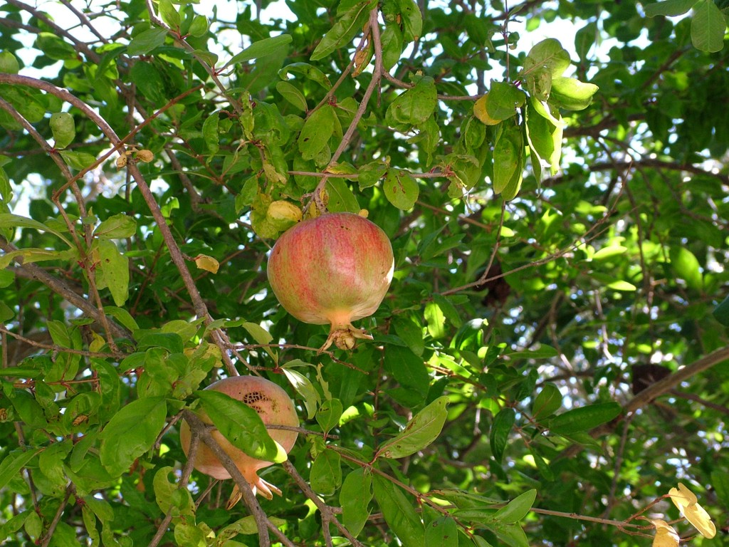 melograno