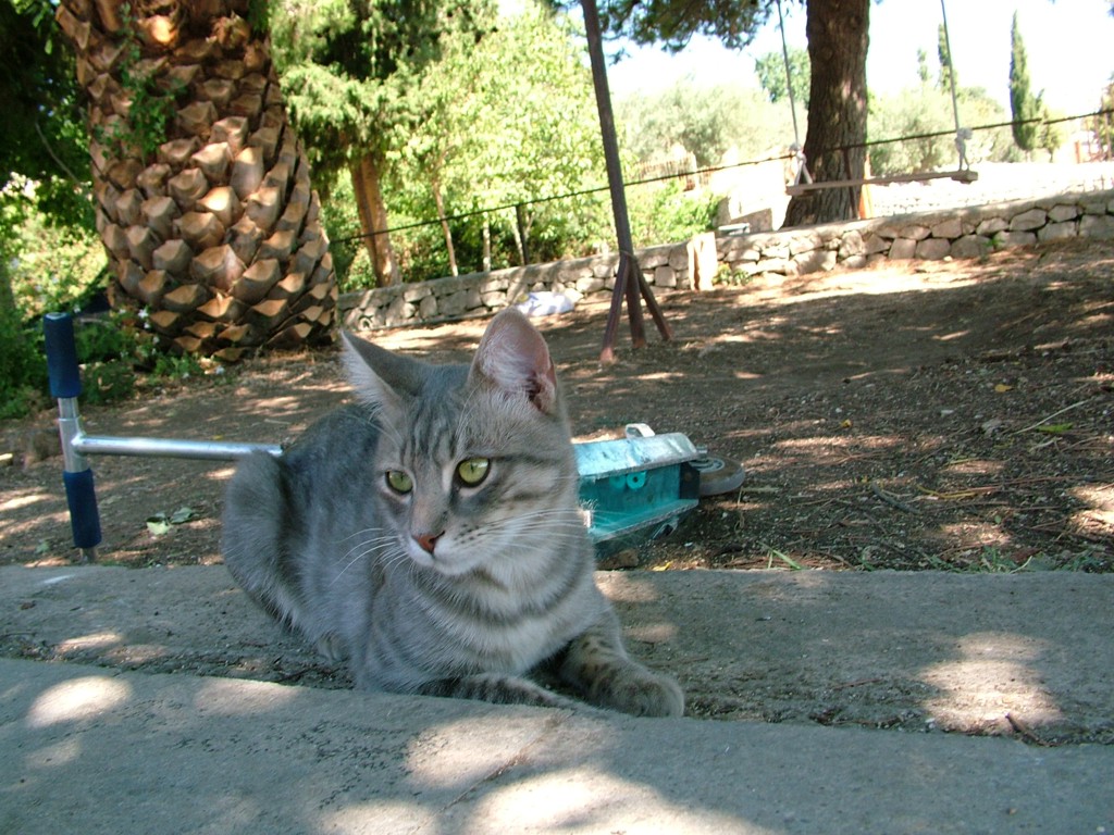 rambo il mio gatto