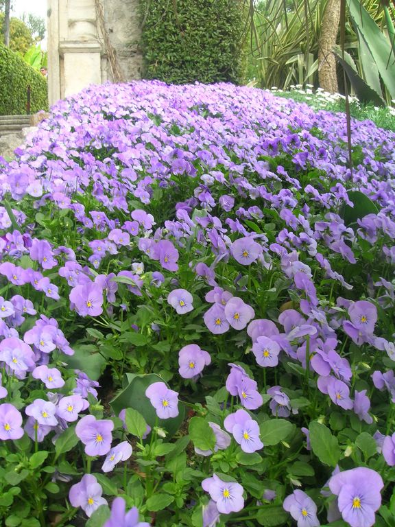 violette