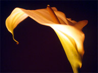 Calla