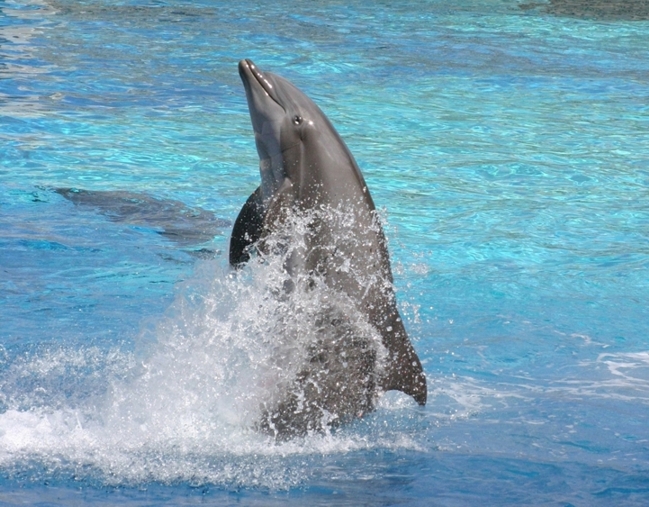 delfino3