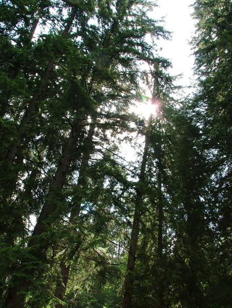 Attraverso il bosco