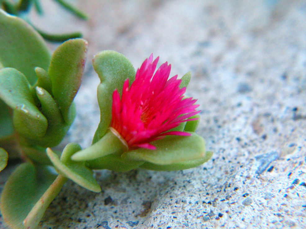 fiore di cactus