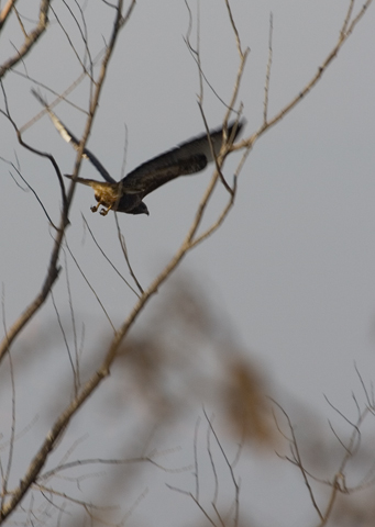 poiana in volo