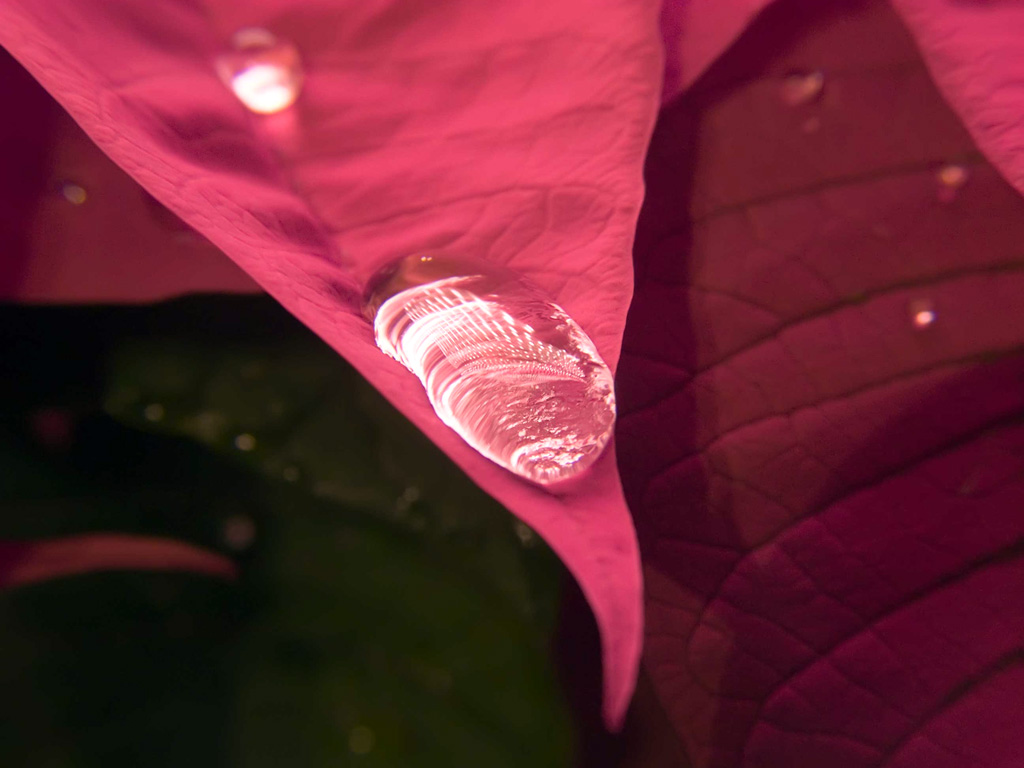macro-goccia