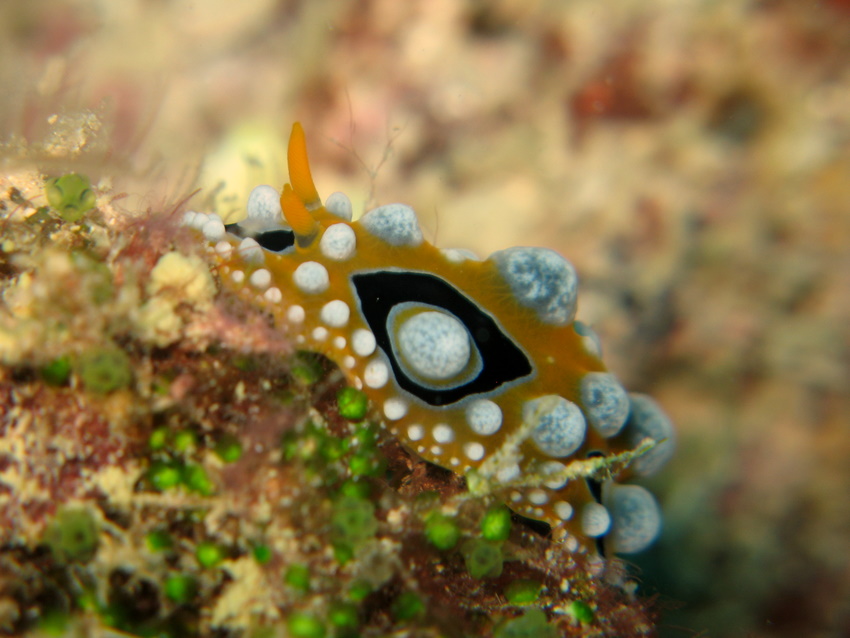 nudibranco 2