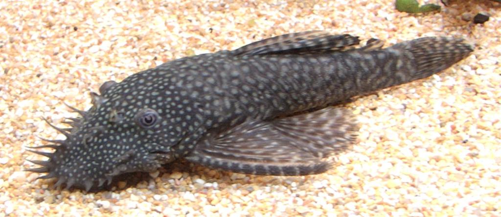 Ancistrus