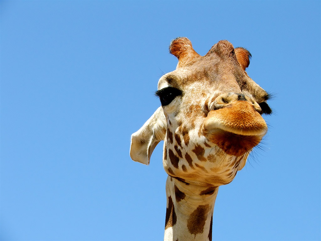 Giraffa Simpatica