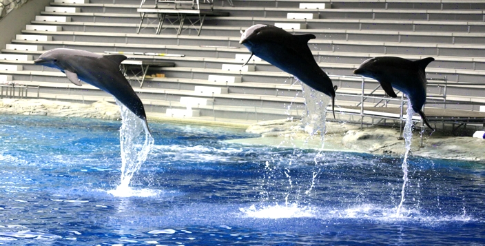 3 delfini