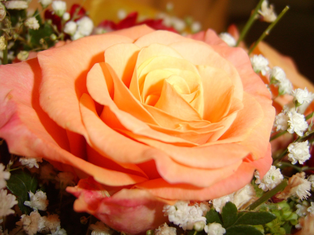 una rosa..