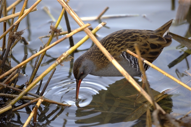 Porciglione - Rallus aquaticus