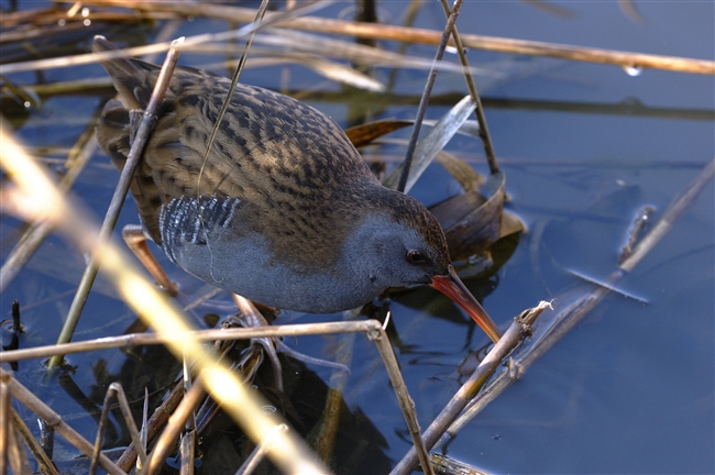 Porciglione - Rallus aquaticus