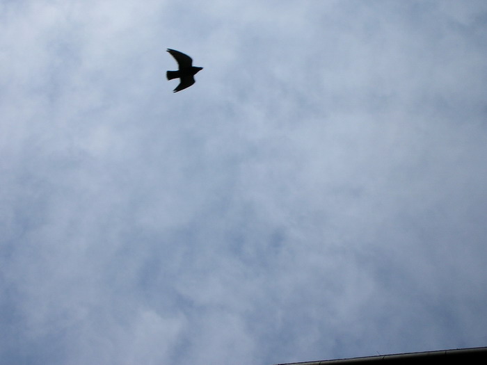 in volo