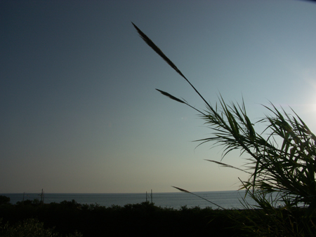 Le canne